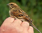 Reed Bunting