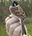 Reed Bunting