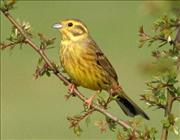 Yellowhammer