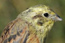 Yellowhammer