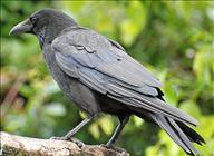 Carrion Crow