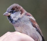 House Sparrow