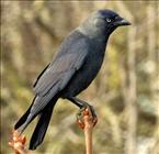 Jackdaw