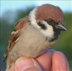 Tree Sparrow