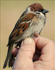 Tree Sparrow