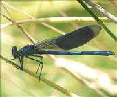 Banded Demoiselle