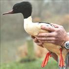 Goosander