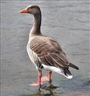 Greylag Goose