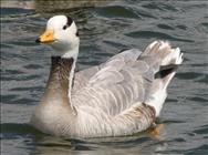 Bar-headed Goose