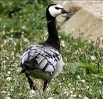 Barnacle Goose