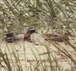 Garganey