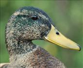 Mallard