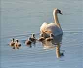 Mute Swan