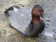 Pochard