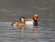 Red-crested Pochard