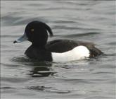 Tufted Duck