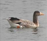 White-fronted Goose