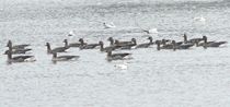 White-fronted Goose