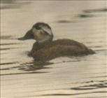 White-headed Duck