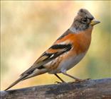 Brambling