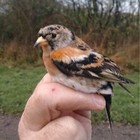 Brambling