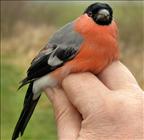 Bullfinch