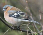 Chaffinch