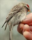 Common Redpoll