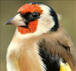 Goldfinch