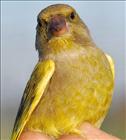 Greenfinch