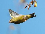 Greenfinch