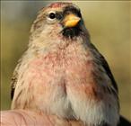 Lesser Redpoll