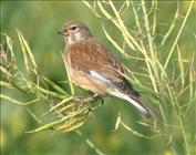 Linnet