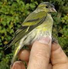 Siskin