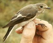 Pied Flycatcher