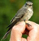 Spotted Flycatcher