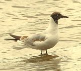 Black-headed Gull