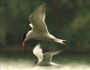 Common Tern