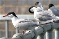 Common Tern