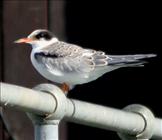 Common Tern