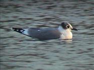 Franklin's Gull