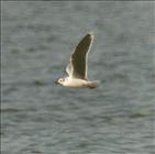 Little Gull