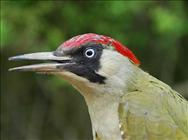 Green Woodpecker