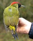 Green Woodpecker