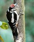 Great Spotted Woodpecker