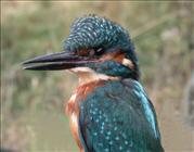 Kingfisher