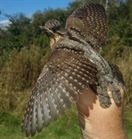 Wryneck