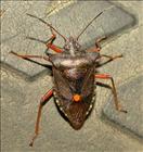 Forest Shieldbug