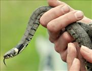 Grass Snake