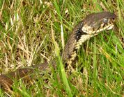 Grass Snake